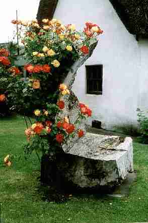 newroses.jpg (13247 bytes)