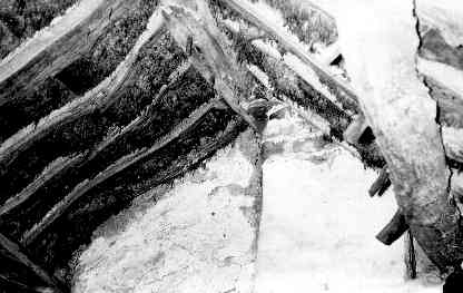 turf.jpg (15521 bytes)